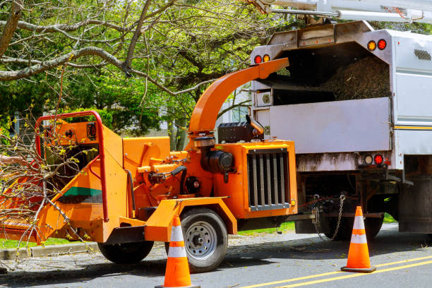 How Our Tree Care Process Works  in  Vista Santa Rosa, CA