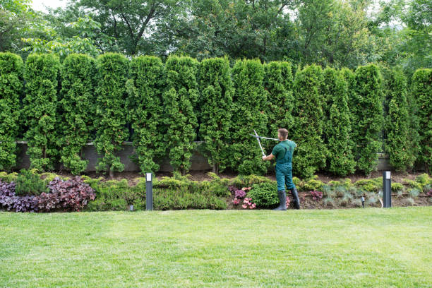 Best Emergency Tree Removal  in Vista Santa Rosa, CA