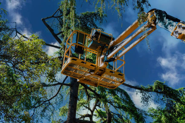 Best Weed Control  in Vista Santa Rosa, CA