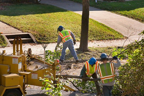 Best Lawn Drainage Solutions  in Vista Santa Rosa, CA