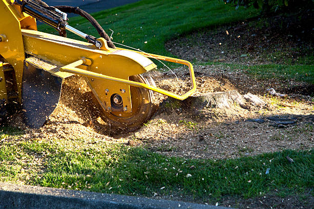 Best Lawn Irrigation Installation and Maintenance  in Vista Santa Rosa, CA