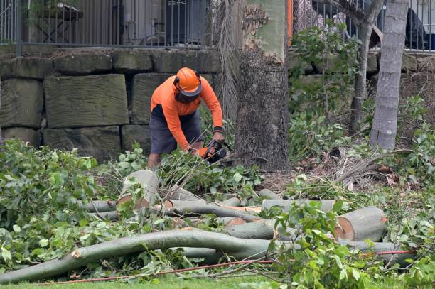 Best Tree Maintenance Programs  in Vista Santa Rosa, CA