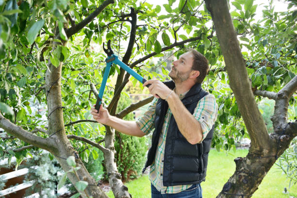 Best Tree Trimming and Pruning  in Vista Santa Rosa, CA